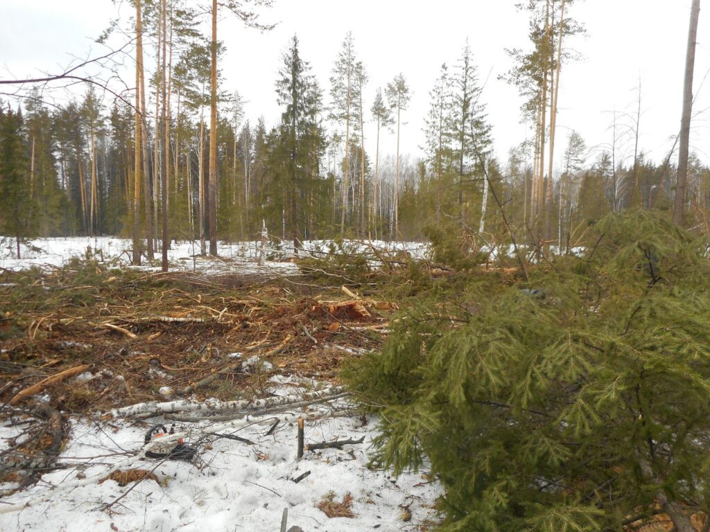 Свердловская полиция установила личность мужчины, погибшего при валке леса в Режевском районе